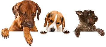 dogs